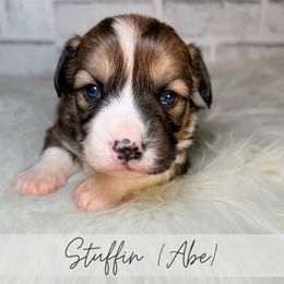 Stuffing - Sable and white male American Corgi puppy in Greenwood, Indiana from Witch Creek Corgis