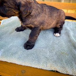 Bernedoodle and Siberian Husky Puppies from Timberline Paws
