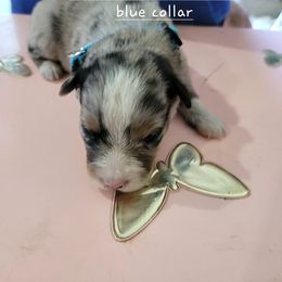 Miniature American Shepherd Puppies from Maureen Chappell's Miniature American Shepherds
