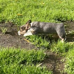 American Corgi Puppies from Patriot American Corgi