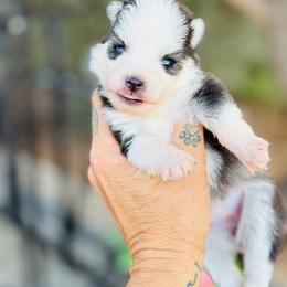 Munchkin - Black and white female Pomsky puppy in Yavapai County, Arizona from Pawsh Pomskies