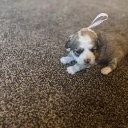 Girl 2 - Brown female Double Doodle puppy in Junction, Utah from Sugar Doodles