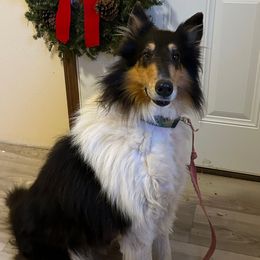 CC ( Carbon Copy) - Black white and tan male Collie puppy in Waterville, Iowa from Lisa’s Lassies