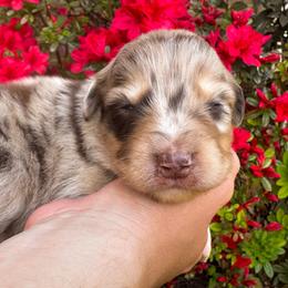AKC Espresso (Natural Tail) - Red merle male Australian Shepherd puppy in Jonesborough, Tennessee from 5AFarms