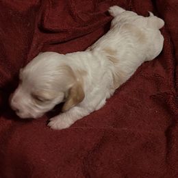 Boy 1 - Cream male Dachshund puppy in Laurel, Mississippi from BB's Dotsies