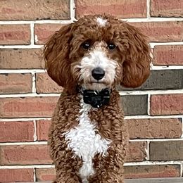 Stella - Goldendoodle