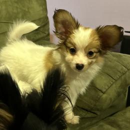 Girl 1 - White and sable female Papillon puppy in Salina, Utah from Desert Mountain Papillons