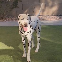 Harley - Dalmatian