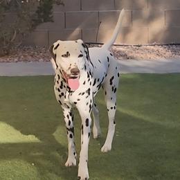 Harley - Dalmatian
