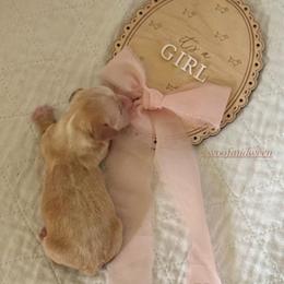 Kai - Cream female Dachshund puppy in Bonney Lake, Washington from HP Dachs