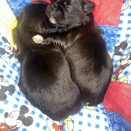Shih Tzu Puppies from The Lion dog Shih Tzu