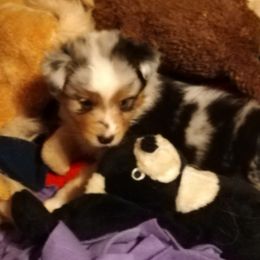 Australian Shepherds from Soundtrack Farms