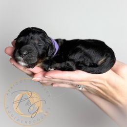 Professor Plum (purple collar male) - Phantom male Goldendoodle puppy in Murrieta, California from Apricot Poodles & Goldendoodles, LLC
