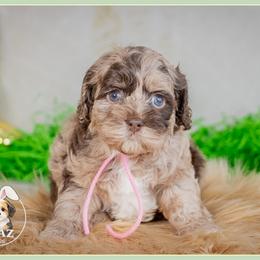 Mikaela - Merle female Cockapoo puppy in Connersville, Indiana from Deaz Doodle Ranch