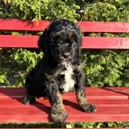 Assorted Doodle Crosses and Aussiedoodle Puppies from Parrish Precious Ones Missouri