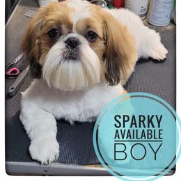 Sparky - Red and white male Shih Tzu puppy in Orient, Ohio from Forever Friends Shih-Tzu