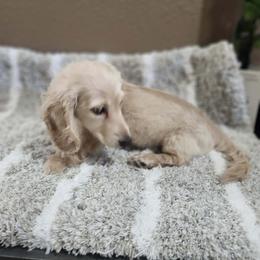 Jack - Cream male Dachshund puppy in Visalia, California from DachGraston Dachshunds