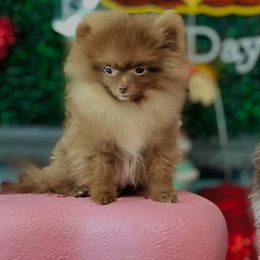 Pomeranian All Grown Up from Pommiepalace