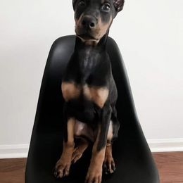 Doberman Pinscher Puppies from Makkr Ridge Dobermans