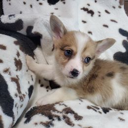 Berry - Red merle and white American Corgi puppy in Damascus, Arkansas from Thomas Corgi's