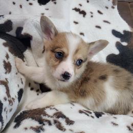 Berry - Red merle and white American Corgi puppy in Damascus, Arkansas from Thomas Corgi's