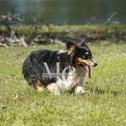 Bliss - Pembroke Welsh Corgi
