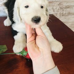 Pyredoodle and Sheepadoodle Puppies from Davis Family Doodles