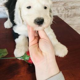 Pyredoodle and Sheepadoodle Puppies from Davis Family Doodles