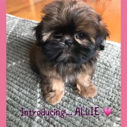 Shih Tzu Puppies from Marlene Kenney's Shih Tzus