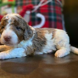 Maggie Mae - Tri-color female Bernedoodle puppy in Blanco, Texas from Texas Hill Country Sheepadoodles & Bernedoodles