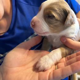 Ravioli Boy 1 - Red merle male Australian Shepherd puppy in Johnson City, Tennessee from St. Isidore Australian Shepherds
