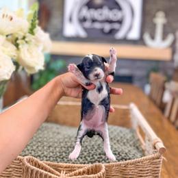 P e p p e r m i n t      (Teddy bear Poochon) - female Cavapoochon puppy in Hooper, Utah from Anchor Dogs