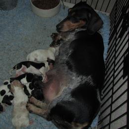 Nell - Dachshund