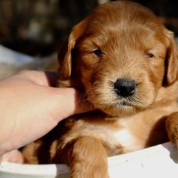 Goldendoodles, Golden Retrievers, and Pomskies from Husky Hill Kennel