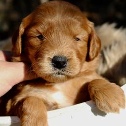 Goldendoodles, Golden Retrievers, and Pomskies from Husky Hill Kennel