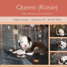 Rosie (Queen) - Red merle Toy Australian Shepherd puppy in Asheboro, North Carolina from Stellar Aussies