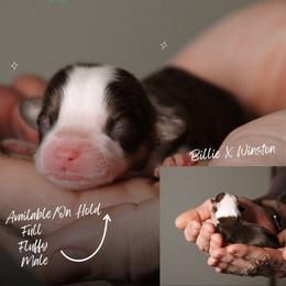Tommy - Sable male Pembroke Welsh Corgi puppy in South Otselic, New York from Ridge Top Corgis