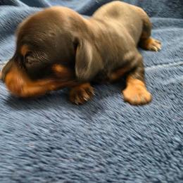 Stella - Black and tan female Dachshund puppy in Stillwater, Oklahoma from Shade Tree Dachshunds