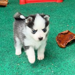 Juvie Girl pup 1 - Black and white female Pomsky puppy in Enid, Oklahoma from Mile Hi Pomskies