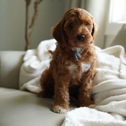 Goldendoodle Puppies from Blissful Doodles