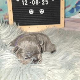 Princess Sophia - Blue female French Bulldog puppy in Avondale, Arizona from Montes House of  Frenchies