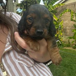 Girl Hot Pink - Cream female Dachshund puppy in Modesto, California from Lil Doxie Era