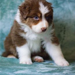Australian Shepherd Puppies from Lovable Little Aussies