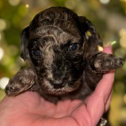 Curry - Merle male Goldendoodle puppy in Greenville, South Carolina from Law Doodles of SC