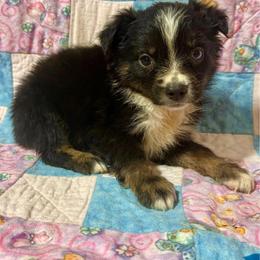 Tri female - Black tri female Miniature Australian Shepherd puppy in Lemon Cove, California from Magic Ranch Mini Aussies