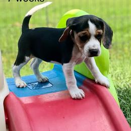 Iris - Black white and tan female Beagle puppy in Rogersville, Missouri from Hales Little Beagle Haven