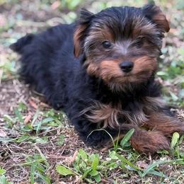 Yorkie Puppy Boy2 - Black and tan male Yorkshire Terrier puppy in Summerville, South Carolina from Our Yorkie and Morkie Puppies of Summerville, South Carolina.