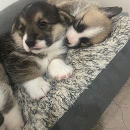Pembroke Welsh Corgi Puppies from Stoutmeyer's Pembroke Welsh Corgis