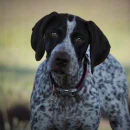 Peaches - German Shorthaired Pointer