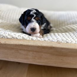 Bernedoodle, Goldendoodle, and Poodle Puppies from Central Valley Canine Companions